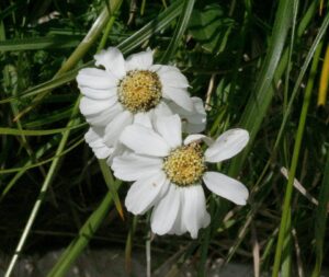Achillea barrelieri