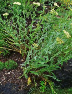 Achillea clypeolata