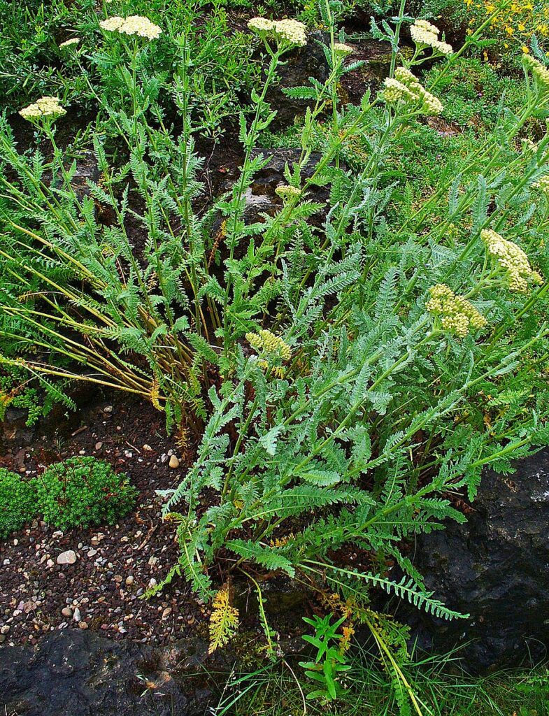 Achillea clypeolata