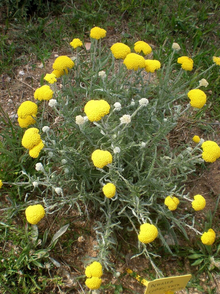Achillea coarctata