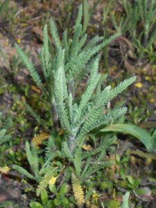 Achillea crithmifolia