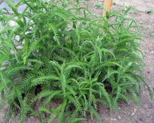 Achillea distans