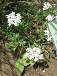 Achillea erba-rotta