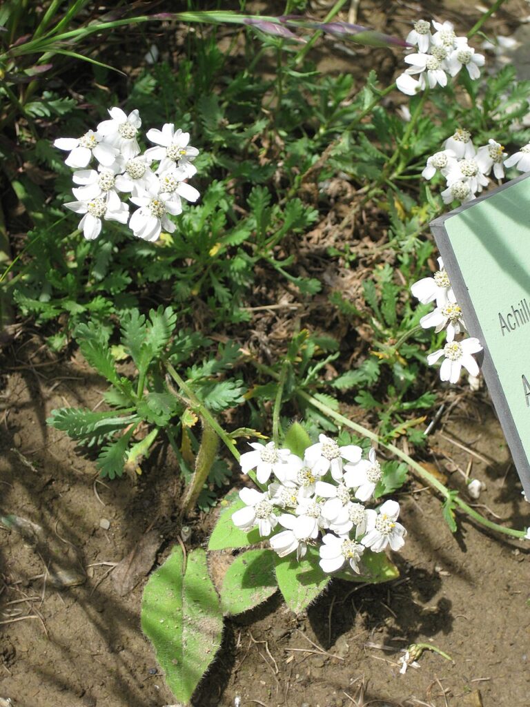 Achillea erba-rotta
