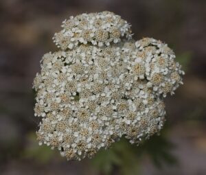 Achillea grandifolia