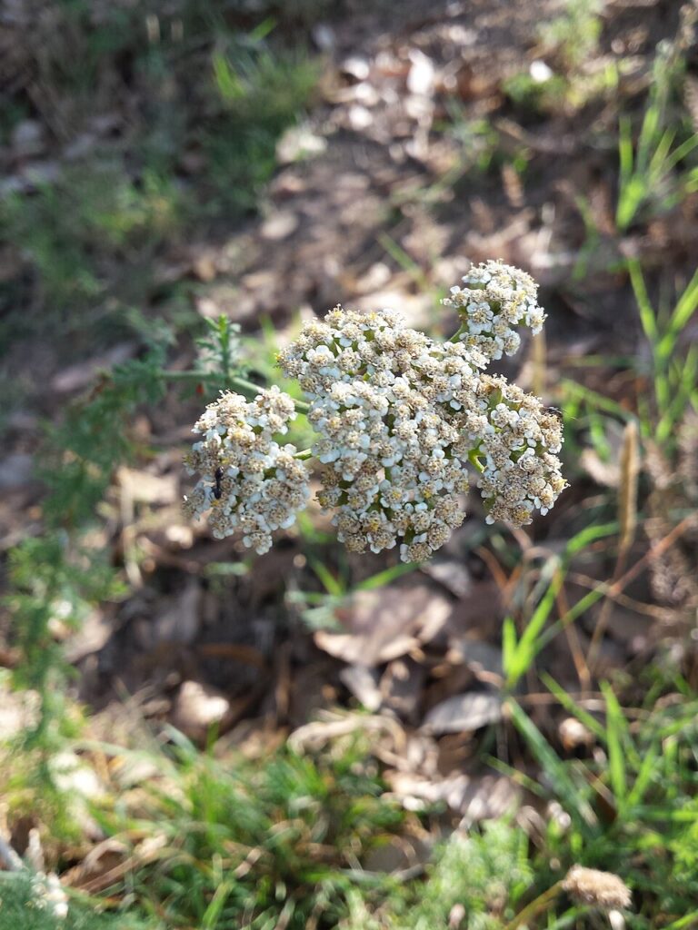 Achillea ligustica