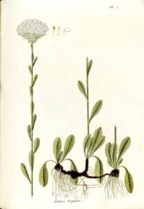 Achillea lingulata