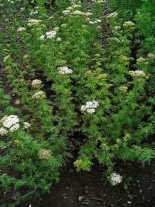 Achillea nobilis