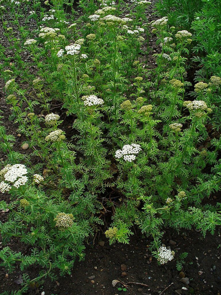 Achillea nobilis