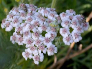 Achillea odorata