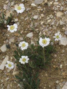 Achillea oxyloba