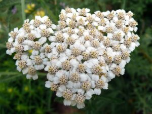 Achillea pannonica