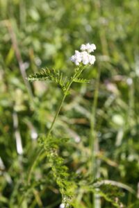 Achillea pratensis