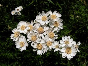 Achillea ptarmica