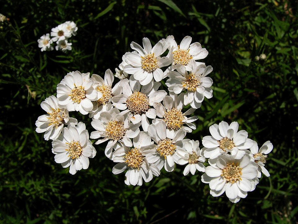 Achillea ptarmica