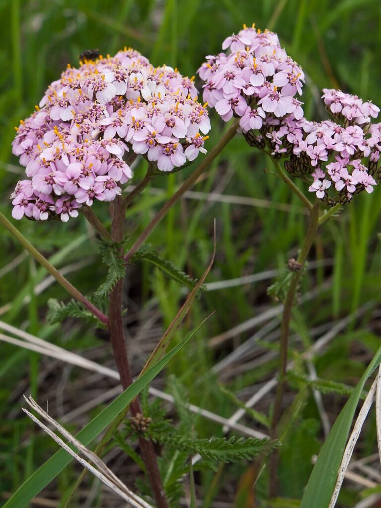 Achillea roseoalba