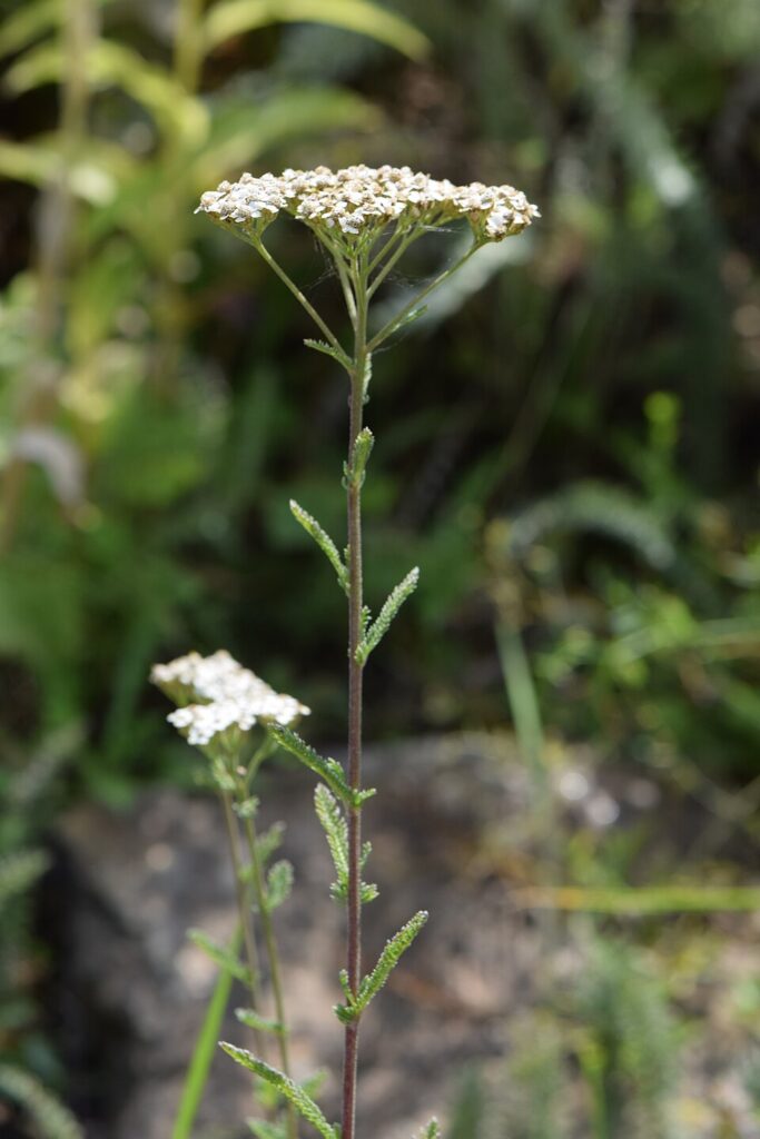 Achillea setacea