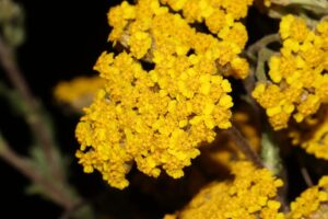 Achillea tomentosa