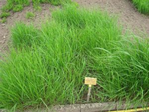 Achnatherum calamagrostis