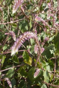 Achyranthes sicula