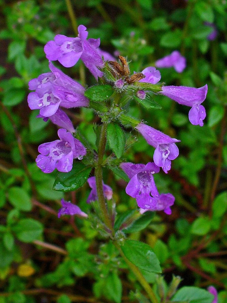 Clinopodium acinos