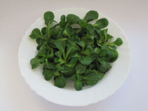 Valeriana locusta