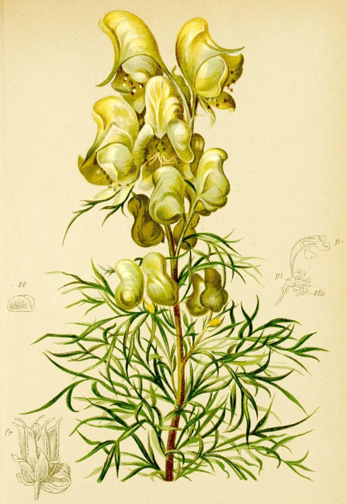 Aconitum anthora