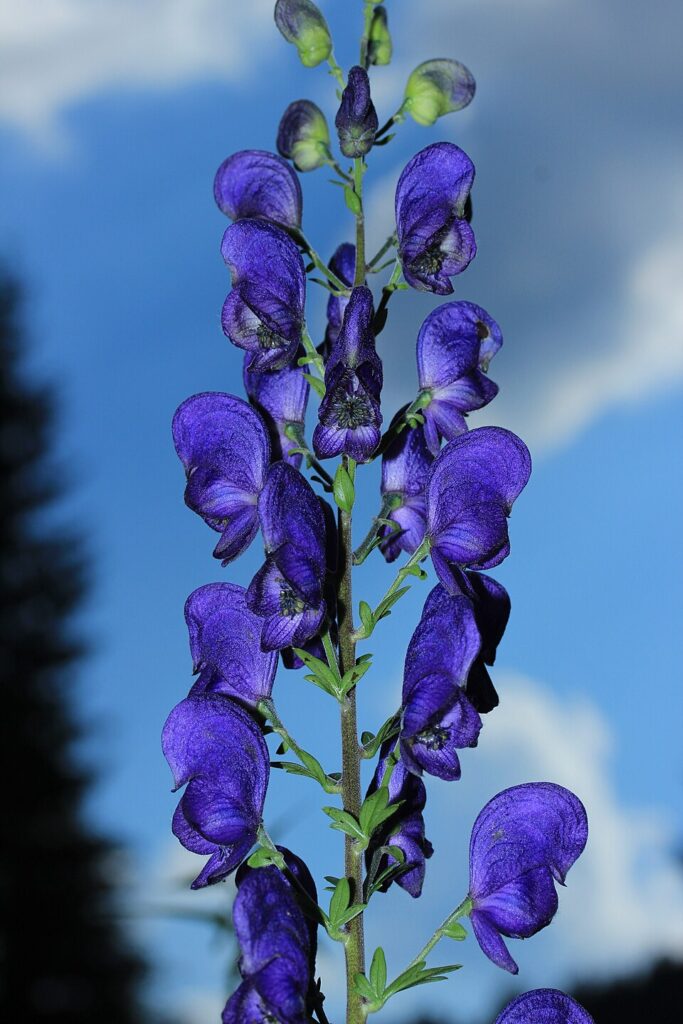 Aconitum firmum
