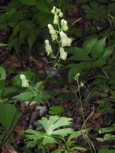 Aconitum besserianum