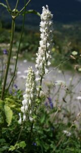 Aconitum orientale