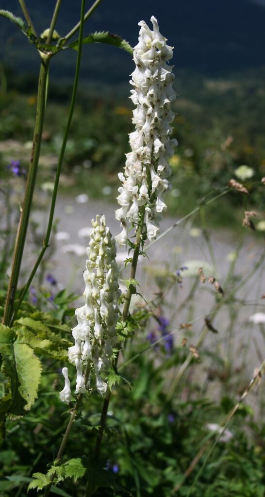 Aconitum orientale