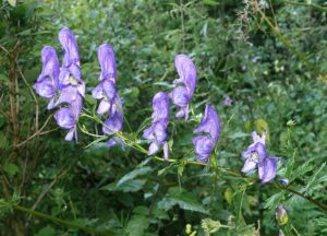 Aconitum variegatum