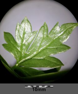 Aconitum variegatum subsp. variegatum