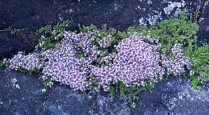 Thymus caespititius