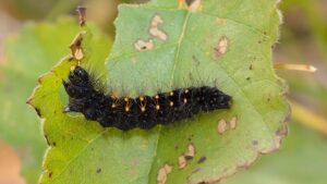 Betula pubescens