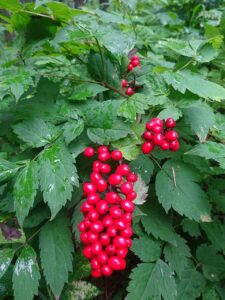 Actaea erythrocarpa