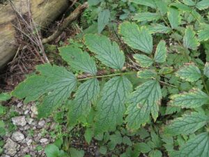 Actaea europaea