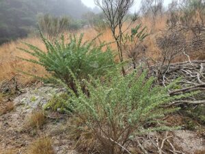 Adenocarpus hispanicus