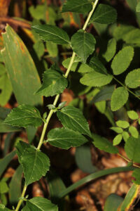 Adenophora liliifolia