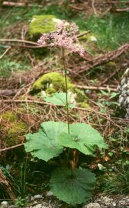 Adenostyles alliariae