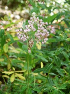 Adenostyles alliariae subsp. alliariae