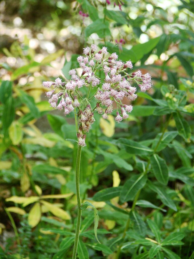 Adenostyles alliariae subsp. alliariae