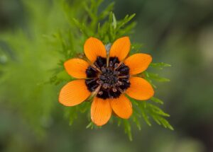 Adonis aestivalis