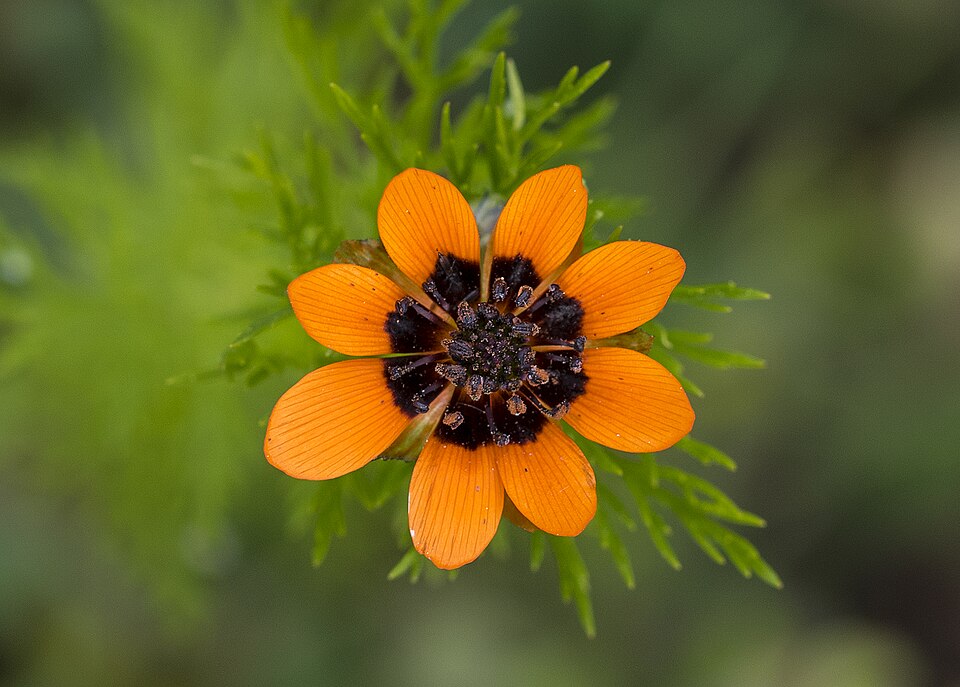 Adonis aestivalis