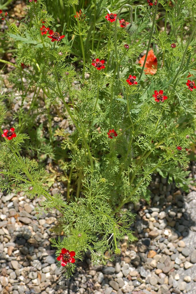Adonis annua