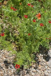 Adonis annua