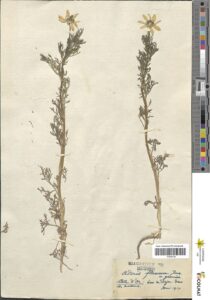 Adonis flammea