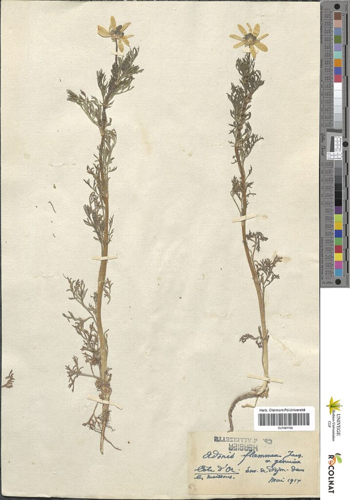 Adonis flammea