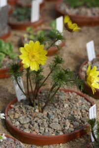 Adonis volgensis