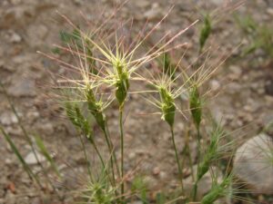 Aegilops biuncialis